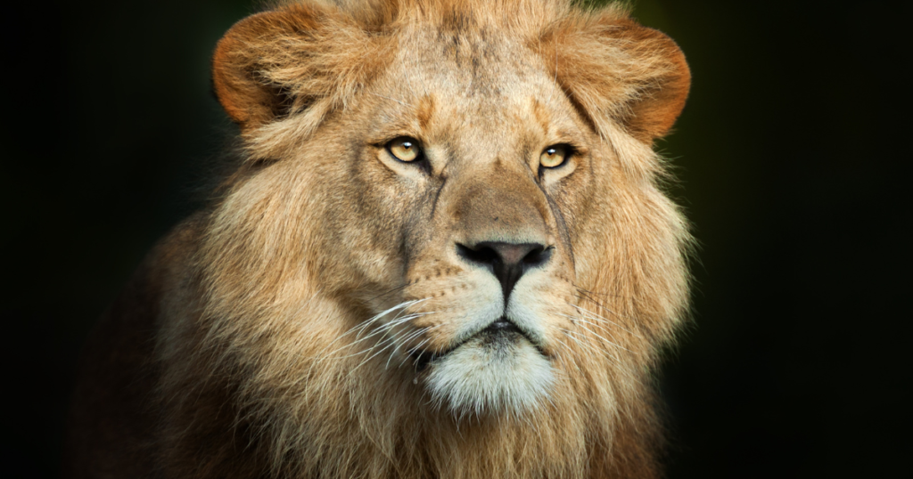Close-up of a majestic lion's face.